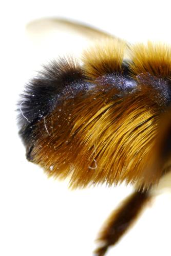 Réf. 342 349 : Osmia bicornis